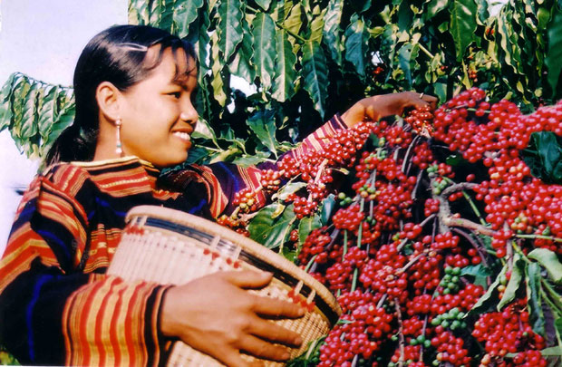 First smallholder-owned and operated coffee washing station helps improve income for farmers in Dak Lak